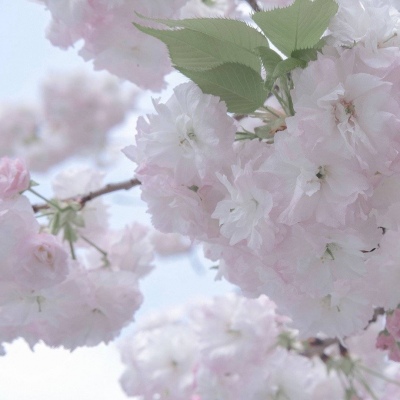 铁山港福瑞交流群